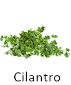 Picture of cilantro