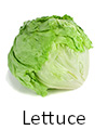 Picture of lettuce